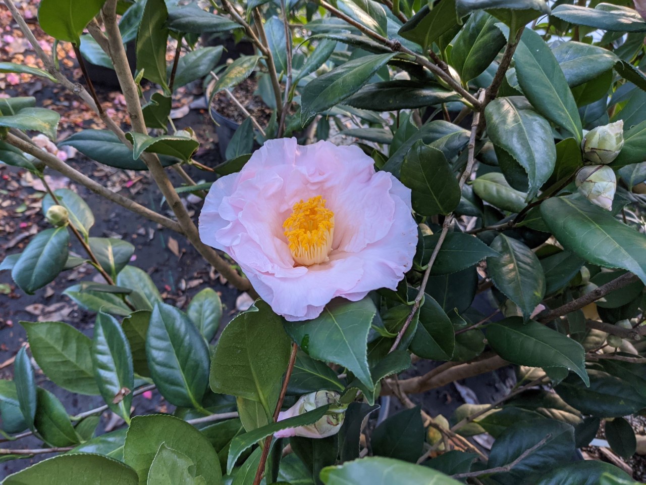 C. japonica 'Henry E. Huntington'